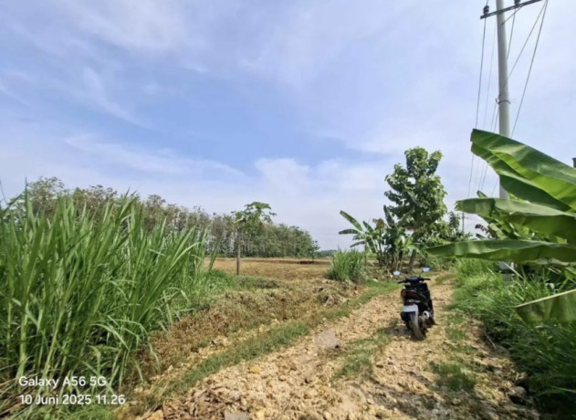 dijual-sawah-murah-plumpang-tuban-big-0