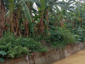 dijual-tanpa-perantara-tanah-kebonan-shm-sumuragung-tuban-small-2