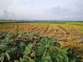 dijual-tanah-sawah-strategis-shm-kumpulrejo-kapas-bojonegoro-small-3