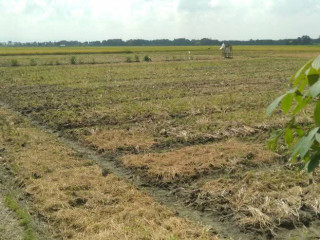 DIJUAL TANAH SAWAH STRATEGIS SHM | Kumpulrejo, Kapas, Bojonegoro