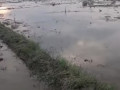 dijual-tanah-pertanian-sendanghaji-merakurak-tuban-small-0