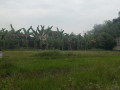 dijual-tanah-sambiroto-kapas-bojonegoro-small-1