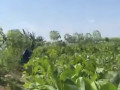 dijual-tanah-subur-persawahan-di-sukosewu-small-0