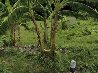DIJUAL TANAH STRATEGIS NGRAHO BOJONEGORO