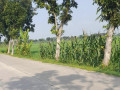 dijual-sawah-subur-di-sokowati-small-0