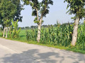 dijual-sawah-subur-di-sokowati-small-1