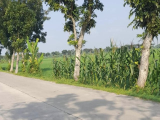 DIJUAL SAWAH SUBUR DI SOKOWATI