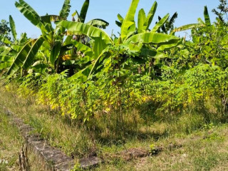 DIJUAL TANAH SIAP BANGUN SELATAN KEC. PALANG