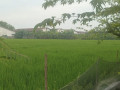 tanah-pinggir-jalan-provinsi-bojonegoro-small-0
