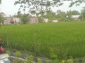tanah-pinggir-jalan-provinsi-bojonegoro-small-1