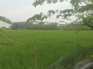 TANAH PINGGIR JALAN PROVINSI BOJONEGORO
