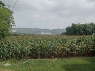 Dijual Tanah Pekarangan Strategis di Rengel - Tuban
