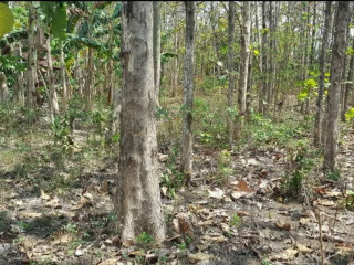 Dijual Sebidang Tanah + Pohon Jati Lokasi Semanding Tuban