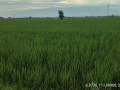 dijual-tanah-pertanian-produktif-merakurak-tuban-small-0