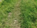 dijual-sawah-siap-tanam-jenu-tuban-small-2