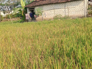 JUAL CEPAT Rumah & Sawah Produktif