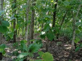 dijual-tanah-shm-full-pohon-jati-desa-ngulanan-small-1