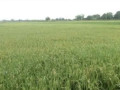 dijual-tanah-sawah-gunungsari-baureno-bojonegoro-small-0