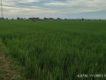 dijual-tanah-pertanian-produktif-small-1
