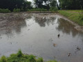 dijual-sawah-lokasi-bendo-kapas-small-2