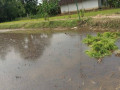 dijual-sawah-lokasi-bendo-kapas-small-3