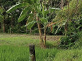 dijual-tanah-murah-1850-m2-tuban-small-2