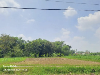 Dijual Cepat Sawah Produktif