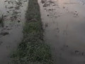 monggo-sawah-dijual-merakurak-small-1