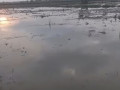monggo-sawah-dijual-merakurak-small-0