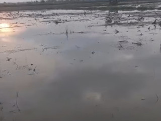 Monggo Sawah Dijual Merakurak