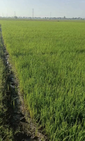 dijual-sawah-shm-big-0