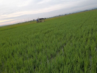 DIJUAL SAWAH PRODUKTIF SHM