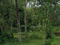 disewakan-pekarangan-lahan-kosong-small-0