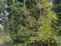 disewakan-pekarangan-lahan-kosong-small-1