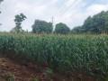 dijual-cepat-tanah-ladangtegal-produktif-shm-small-2
