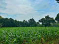 dijual-cepat-tanah-ladangtegal-produktif-shm-small-1
