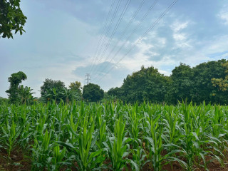 DIJUAL CEPAT TANAH LADANG/TEGAL PRODUKTIF SHM