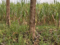 dijual-lahan-tegalan-bekas-lahan-tebu-small-0