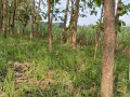 dijual-lahan-tegalan-bekas-lahan-tebu-small-1