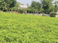 dijual-cepat-tanah-subur-di-tuban-small-1