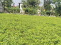 dijual-cepat-tanah-subur-di-tuban-small-0