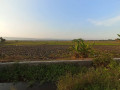 disewakan-sawah-small-1