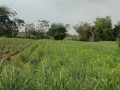 dijual-tanah-pertanian-small-0