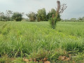 dijual-tanah-pertanian-small-1
