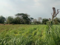 dijual-tanah-pertanian-small-2