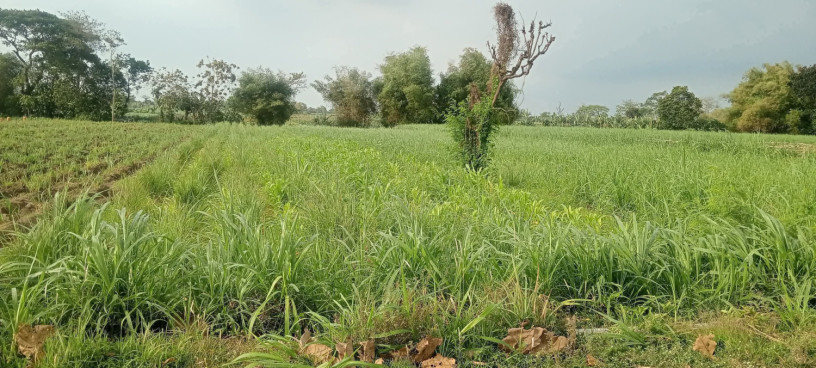 dijual-tanah-pertanian-big-1
