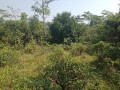 dijual-tanah-kebun-manggis-produktif-purwakarta-small-2