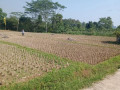dijual-tanah-kebun-manggis-produktif-purwakarta-small-0