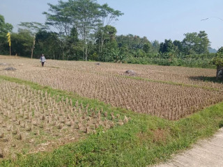 Dijual Tanah Kebun Manggis Produktif Purwakarta