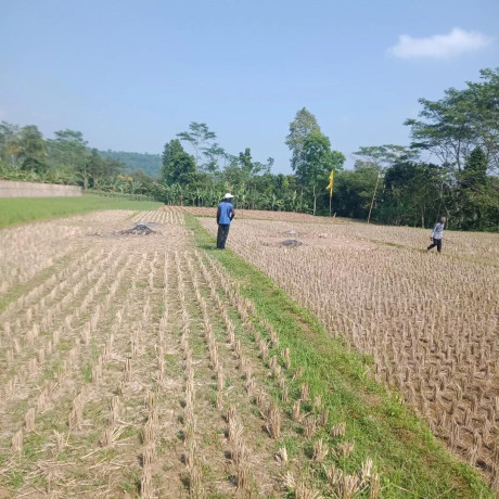 dijual-tanah-kebun-manggis-produktif-purwakarta-big-3